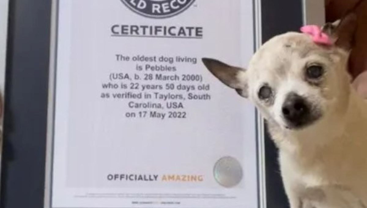 Guinness Rekorlar Kitabı'na giren dünyanın en yaşlı köpeği Pebbles hayatını kaybetti